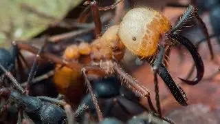Army ants (Eciton burchellii)