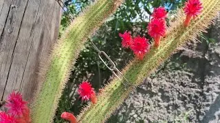 🌵Flores de hoje #cactus #cactos #collection #cole&ccedil;&atilde;o #flowers #flores #jardim #gardening #gardening 