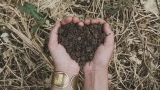 Preparación del Terreno para el Cultivo (No Laboreo) - Semillero de Cebollas y Siembra de Guisantes