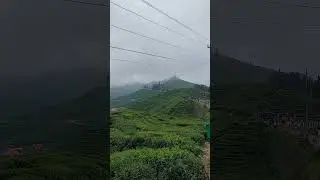 Tea Garden in Nepal