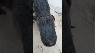 Paul Bedard caught Sebastian the Alligator many years ago with his friend Tracy.