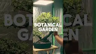 Tropicana Bonsai Styles a Historic Dwarf Jade: Reviving One of America&rsquo;s Oldest Spekboom Bonsais