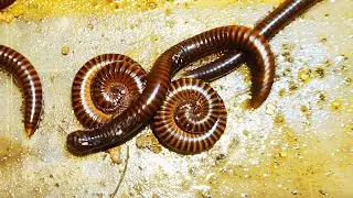 Best Skills Insects Hunting Moments Around My Home! Millipedes, Red Millipede..
