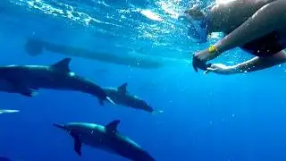 Dream come true - Swimming with Dolphins in Mauritius