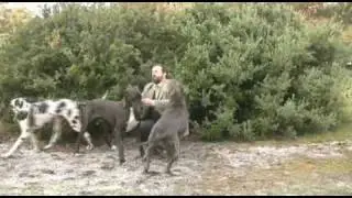 Why Dogs Are Better Than Cats