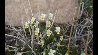 Miniature Violas  بنفشه های مینیاتوری