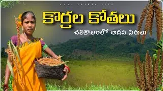 కొండ పొడులో పండించిన చిరుధాన్యాలు సేకరించుట@Kuvitriballife 