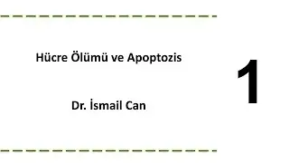Hücre-A25: Apoptozis-4: Programlanmış Hücre Ölümü Nedir? | Dr. İsmail Can