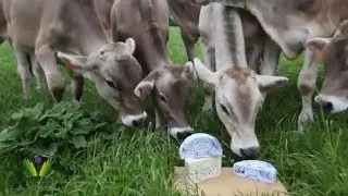 Jérôme Chaumat nous raconte le Bleu des Causses AOP,  l'un des fleurons des fromages de l'Aveyron.