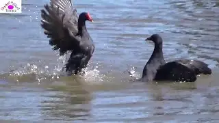 Bird fighting in water