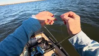 Testing the Zman Prawnstar after watching Christian Masterson review it.