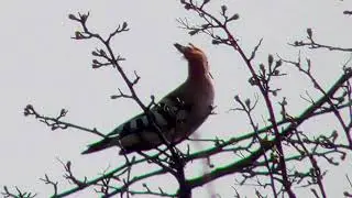 Hoopoe sitting on a tree, Song, Striped wings, Crown of feathers, Thin long beak (Upupa epops)