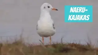 Naerukajakas, Chroicocephalus ridibundus, Black-headed Gull - Eesti linnud