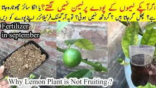 اگر آپکے لیموں کے پودے پرلیمن نہیں لگتے؟ پھل گر جاتا ہیں تو یہ فرٹیلائزر دیںlemon plant fertilizer