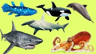 Learn Sea Animals in Japanese 🐬 | 日本語の海どうぶつ25選 | Fun Vocabulary Drill