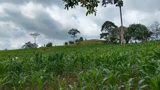 🔴Sprai Gulma Jagung usia 44hst🌽🌽#jagung #pertanian 
