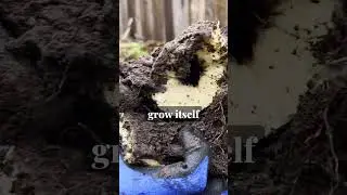 Self Seeding vs. Sterile Comfrey