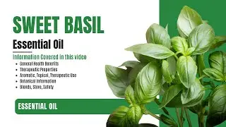 Sweet Basil Essential Oil, Nature's Healing Elixir for Mind, Body, and Soul