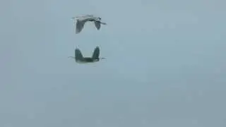 Heron Landing & Takeoff