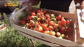 New Farmers - Il Pomodorino del Piennolo del Vesuvio D.O.P