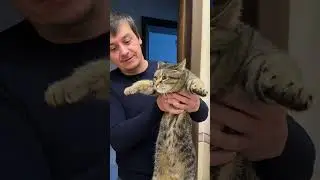 Полетели #shorts #cat #youtubecomedy #прикольныекоты