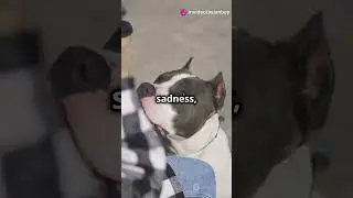 5 fun facts about dogs 🐕#ytshorts #yt #dog #facts