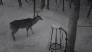 Shed Hunting w/Rack Trap 2010