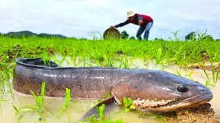 Top fishing skill - catching a lot of fish after rain at field by hand skill