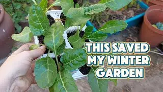 Winter Garden Reset / Succession Planting Spinach, Broccoli & Peas