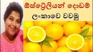 ඕස්ට්‍රේලියන් දොඩම් ලංකාවෙ වවන හැටි ~ Shra Raji ~ 💛 How to grow Australian orange easily