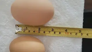 Cluck cluck goose egg 🥚