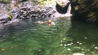 An airedale terrier is swimming!