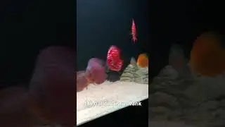 A HUGE Home Discus Tank