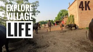 Explore Village life || life of village @expertvillage