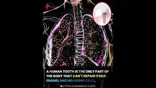 A human tooth is the only part of the body that cant repair itself Enamel has no living cells
