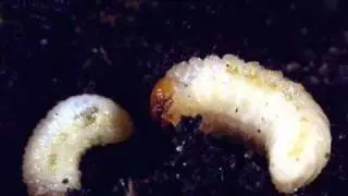 Ena Groteska feat. Ljave Beatz - Larvae
