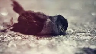 JATINGA BIRDS COMMIT MASS SUICIDE AT THIS PLACE