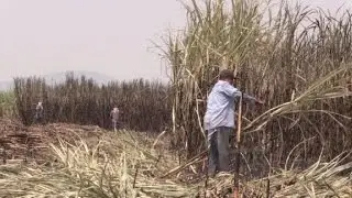 El az&uacute;car amarga la relaci&oacute;n comercial entre M&eacute;xico y EEUU
