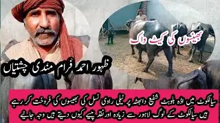 Buffalo farming Sale Ada in Sialkot || Best Buffaloes for milk || Bhainson k sodagar ki zabadast bat