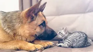 German Shepherd trying to play with baby Kitten
