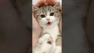 #catshorts #pets #catvideos #funnyanimals #daophat #cat #dog #funnycats #doglife