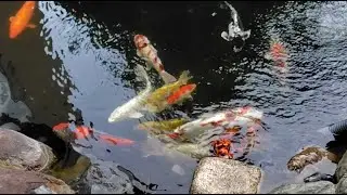 11月2日myGarden pond'skoiらんちゃんRan がライブ配信中！@の確認テスト🫶