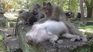 Monkeys Sleeping Well - Break Time After Lunch Of Monkeys At Angkor Thom