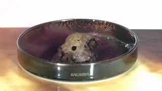 Reaction Al,I2