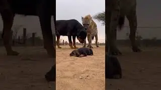 Can the hyena strike back against the dogs fierce pack attack #wildlife #nature #animalbattle