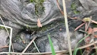 Lasius brunneus auf Nistplatzsuche