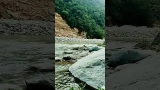 #music #nature #reels #viral #savenature #savelife 🌿🐢🐠