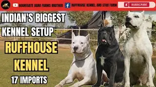 India's Biggest Kennel Setup🔥| 17 Imports 😱 | Ruffhouse Kennel | Worth In Crores 😱 | Dogo Argentino