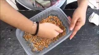 Wheatgrass, Germinado de Trigo.