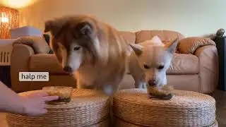 Making shepherd's pie for my dogs